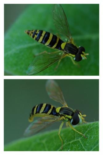 Sphaerophoria sp.