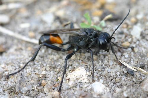 Palmodes occitanicus