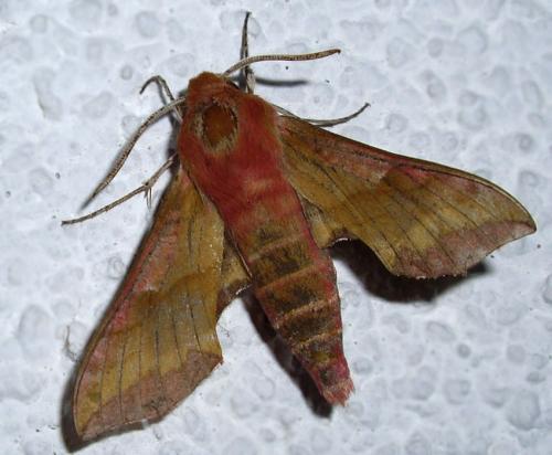Réf. 21 339 : Deilephila porcellus