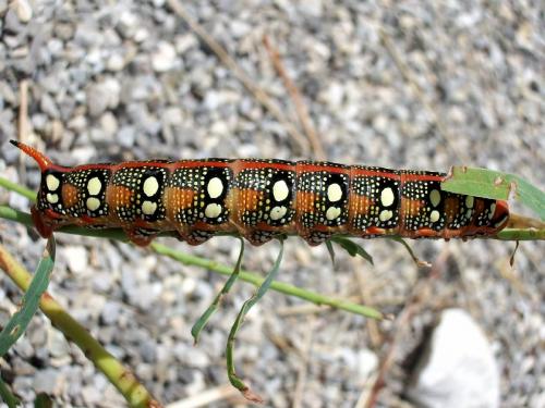Hyles euphorbiae