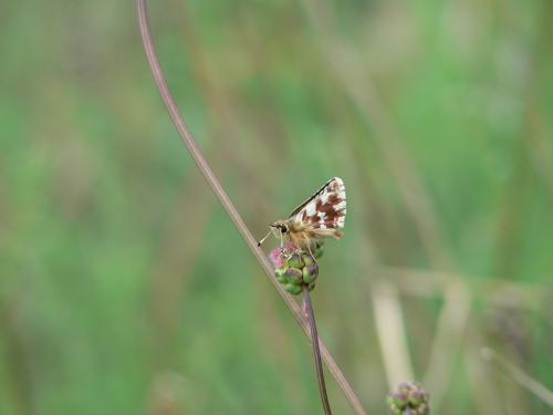 Spialia sertorius
