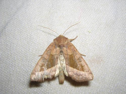 Réf. 21 569 : Hydraecia micacea