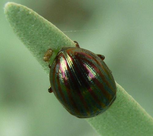 Chrysolina americana