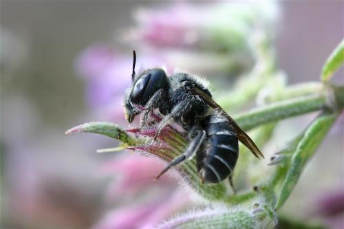 Réf. 21 791 : Osmia sp.