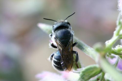 Osmia sp.
