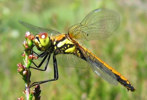 Réf. 21 657 : Sympetrum danae