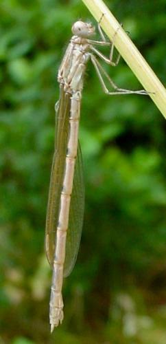 Réf. 21 923 : Sympecma fusca