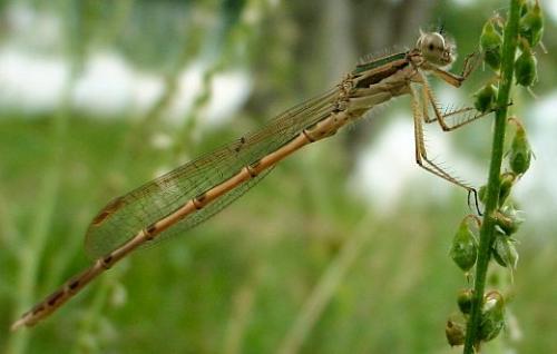 Réf. 21 922 : Sympecma fusca