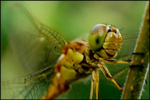 Sympetrum meridionale