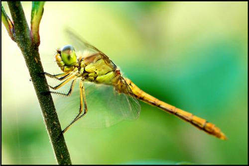 Réf. 21 699 : Sympetrum meridionale