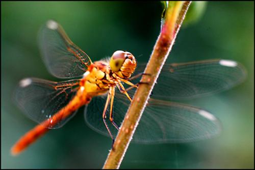 Sympetrum meridionale