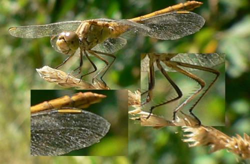 Réf. 21 737 : Sympetrum sp.