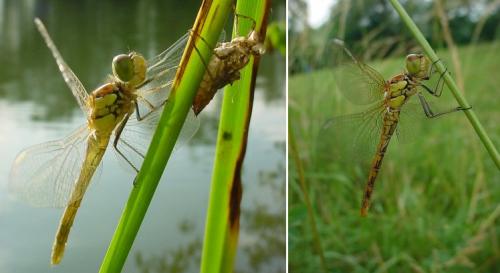 Sympetrum striolatum