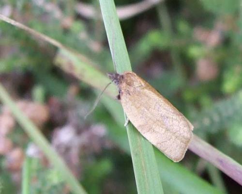 Clepsis senecionana