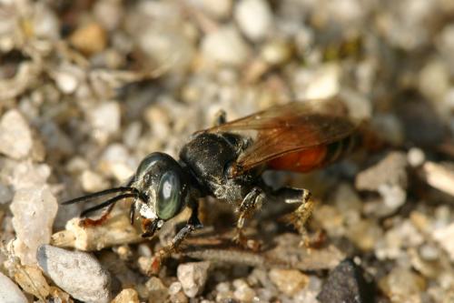 Tachytes panzeri