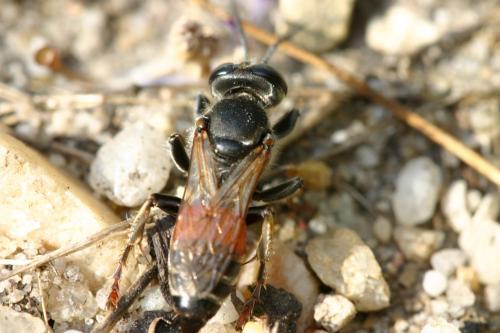 Tachytes panzeri