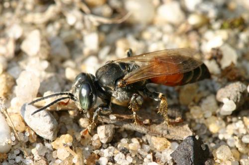 Tachytes panzeri