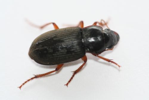 Réf. 21 869 : Pseudoophonus rufipes