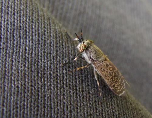 Haematopota sp.