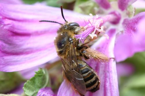 Tetralonia malvae