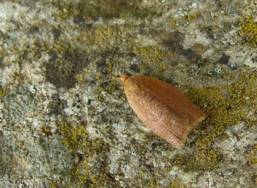 Clepsis consimilana