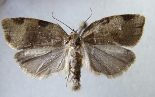 Réf. 21 481 : Lozotaenia forsterana