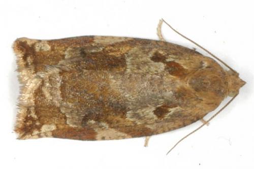 Réf. 21 246 : Archips xylosteana