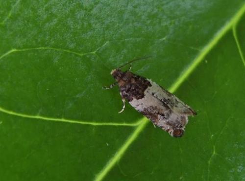 Gypsonoma sociana