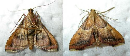 Réf. 21 500 : Endotricha flammealis