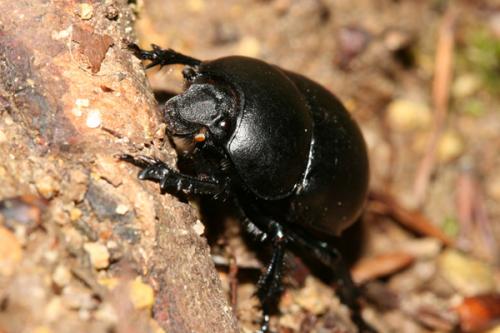 Réf. 21 274 : Trypocopris vernalis