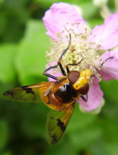 Volucella inflata