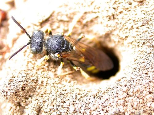 Cerceris bupresticida