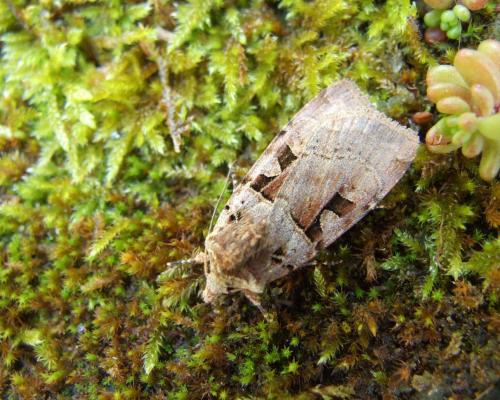 Xestia triangulum