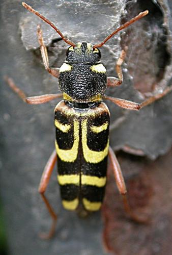 Xylotrechus arvicola