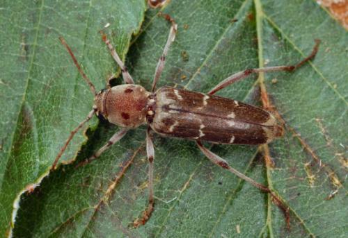 Xylotrechus stebbingi