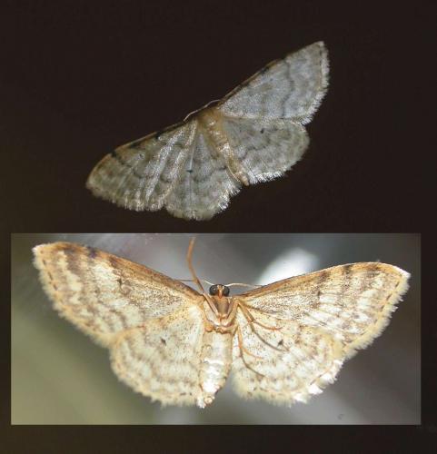 Idaea fuscovenosa