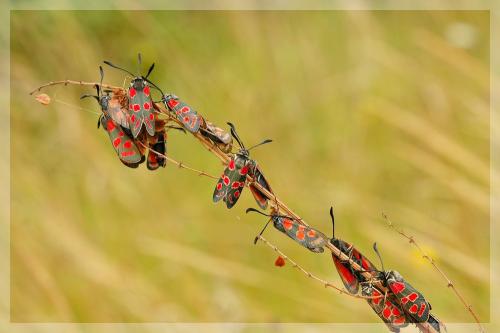Zygaena carniolica