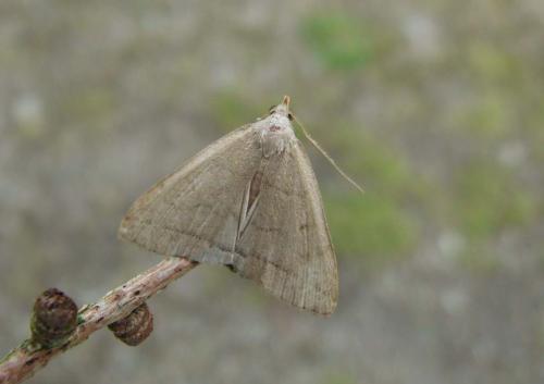 Herminia tarsipennalis