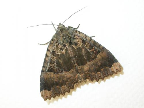 Réf. 21 368 : Mormo maura