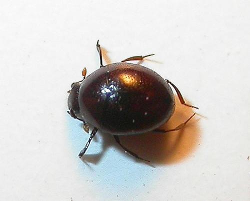 Abraeus perpusillus