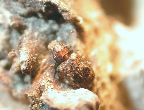 Réf. 21 812 : Pseudeuparius sepicola