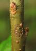 Saperda populnea
