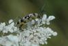 21108 – Photo : chriscraft – France (38)