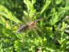 21376 – Photo : Didier Petot – Royaume-Uni