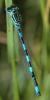 Coenagrion mercuriale