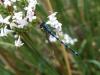 Coenagrion mercuriale