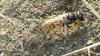 Philanthus triangulum