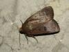21023 – Photo : Arnaud Jean-Pierre – France (09)