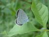 21727 – Photo : Arnaud Jean-Pierre – France (09)