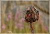 21854 – Photo : David Demerges – France (53)